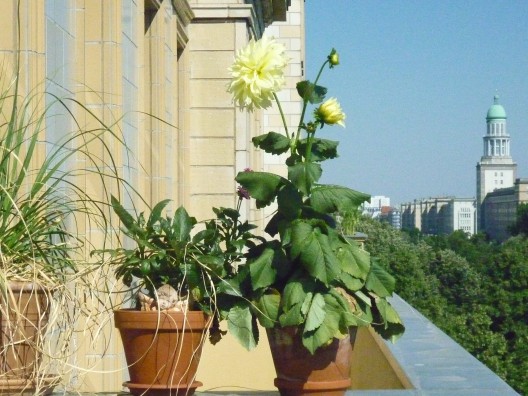 20120315 Balkonpflanzen Nehle Hoffer-528x396 in Dein Grün in der Stadt – Fotowettbewerb des BUND